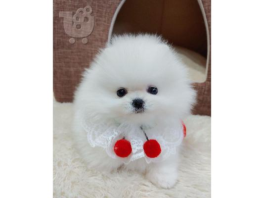 PoulaTo: Pomeranian - Πομερανιαν